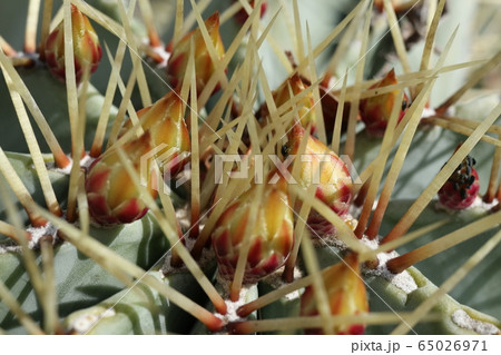 蕾 サボテン 花 黄色の写真素材
