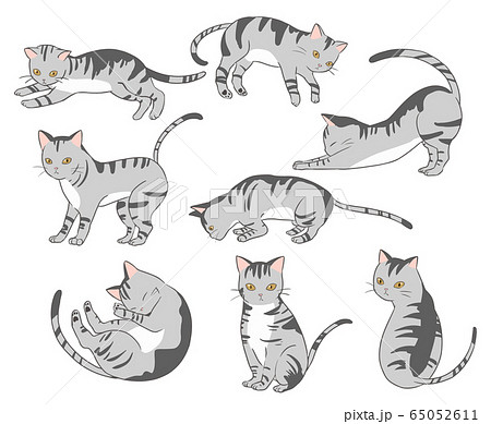 アメリカンショートヘアのイラスト素材集 ピクスタ