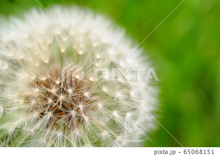 冠毛 頭花 タンポポ キク科の写真素材