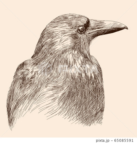 鳥 カラス モノクロのイラスト素材