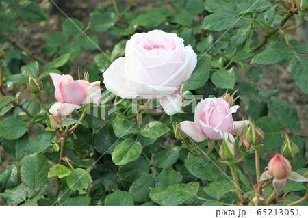 プチトリアノン バラ 薔薇 花の写真素材