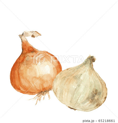 新玉ねぎ 玉葱 水彩画 野菜の写真素材 - PIXTA
