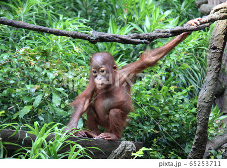 オランウータンの赤ちゃんの写真素材