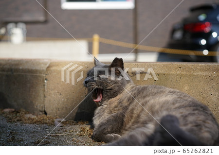 でぶ猫の写真素材集 ピクスタ