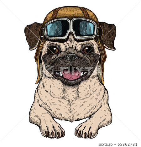 わんこ 犬 動物 ヘルメットのイラスト素材