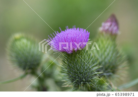 スコットランド国花の写真素材