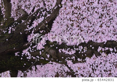 桜の木 根 落ち花 花散るの写真素材