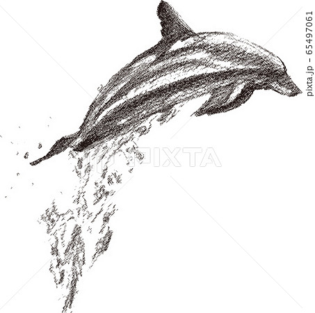 モノクロ 白黒 いるか イルカのイラスト素材 Pixta