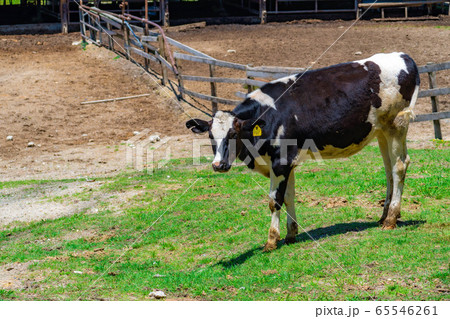 牛の写真素材一覧 4 700万点以上 国内最大級の素材サイト
