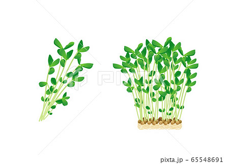 野菜 豆苗 イラスト 緑のイラスト素材
