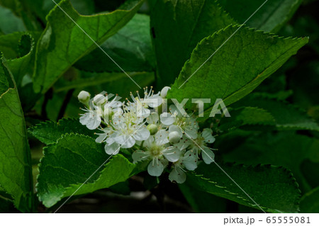 カマツカ 花 ウシゴロシ 植物の写真素材
