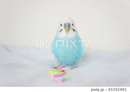 水色のインコ 鳥の写真素材
