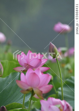 古河総合公園の朝霧かかる大賀蓮の花の写真素材