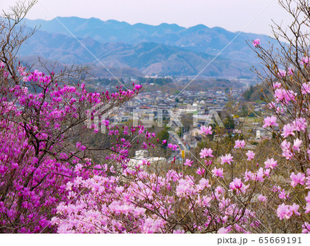 いわつつじの写真素材 - PIXTA