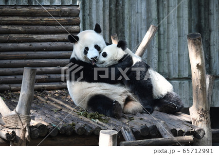 かわいい 絶滅危惧種 逆さ ジャイアントパンダの写真素材