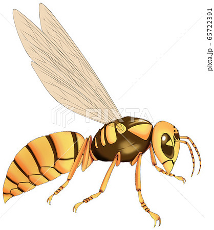 キイロスズメバチの写真素材