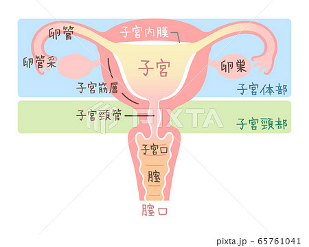 卵巣のイラスト素材