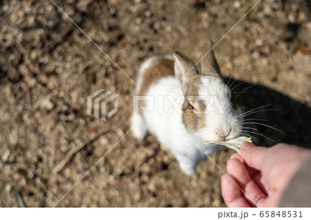 うさぎのエサの写真素材