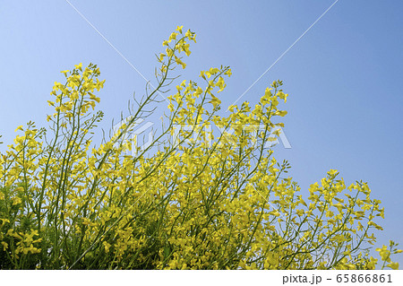 キャベツの花の写真素材