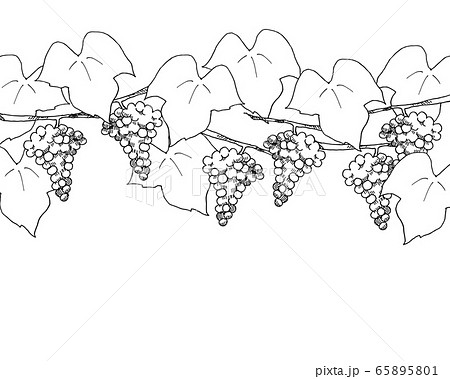 ぶどう ペン画 モノクロ 植物のイラスト素材