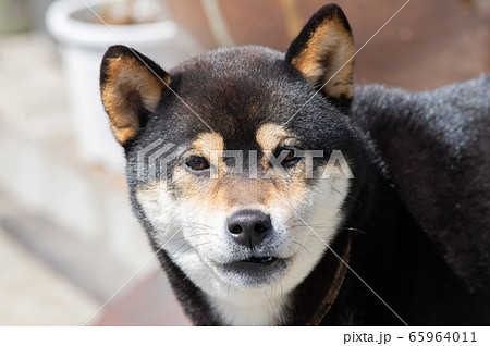 柴犬 犬 怒る 顔の写真素材