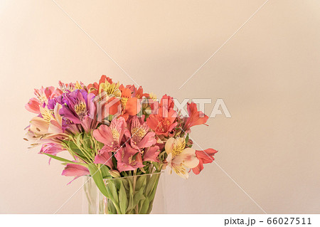 アルストロメリア 花 花瓶 インカのユリの写真素材