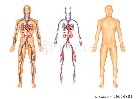 人体 全身 心臓 血管のイラスト素材