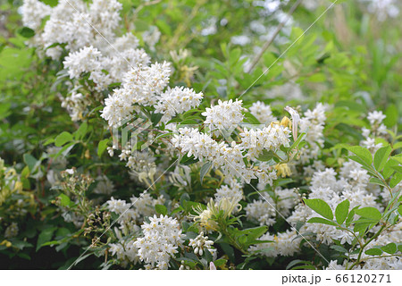 卯の花の写真素材