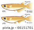メダカの成長サイクルのイラスト素材