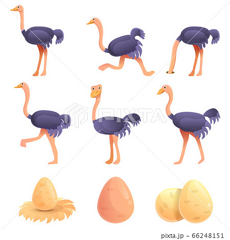 ダチョウ 絵の写真素材