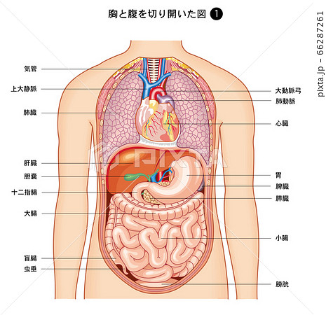 人体解剖図の写真素材