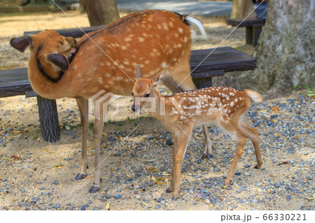 鹿のフンの写真素材