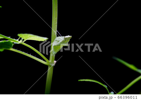 蝶 羽化 アゲハ蝶 蛹の写真素材