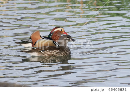 水鳥ツガイ