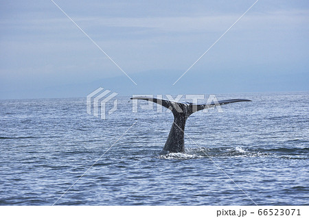 クジラ 鯨 の写真素材集 ピクスタ