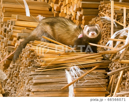 フェレットの写真素材集 ピクスタ