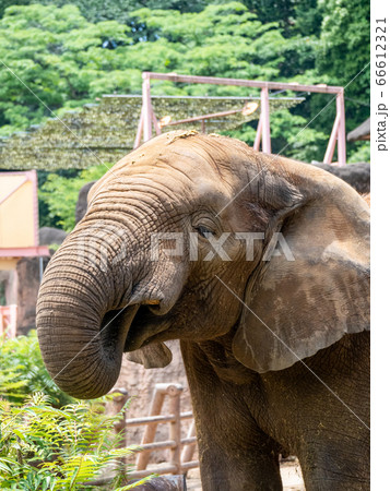 ゾウの食事の写真素材