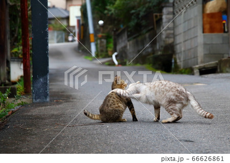 睨み合い 動物 喧嘩の写真素材