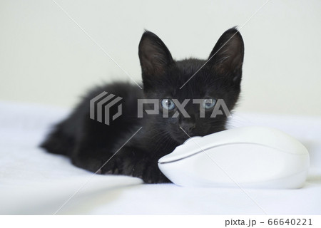 青い目の黒猫の子猫の写真素材