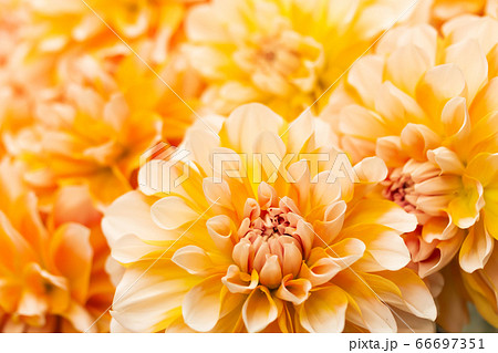 アプリコット色 花の写真素材