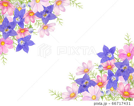 桔梗のイラスト素材