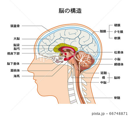 脳断面 頭部の写真素材