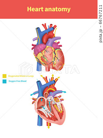 心臓解剖図のイラスト素材
