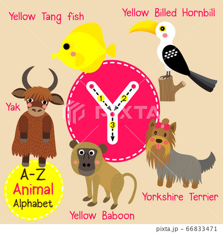 アルファベット 動物 Y ヤックのイラスト素材