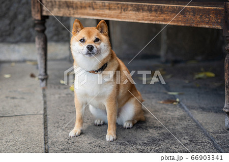 豆柴 子犬 かわいいの写真素材