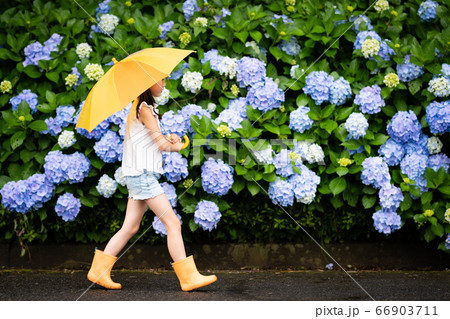 女の子 雨 子供 紫陽花の写真素材