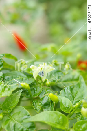 島とうがらし 花 唐辛子 植物の写真素材