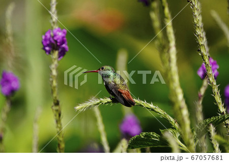 ハチドリの写真素材