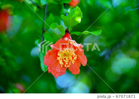 鮮紅色の花の写真素材