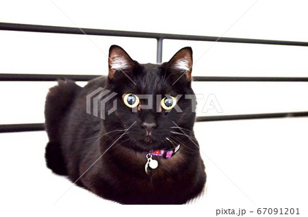 動物 猫 黒猫 黒目の写真素材